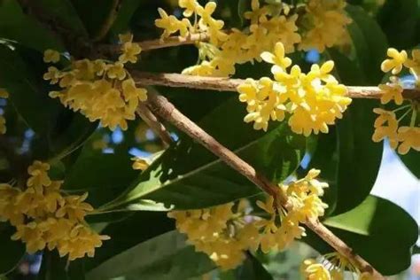 桂花树风水|桂花树的风水方位及象征意义